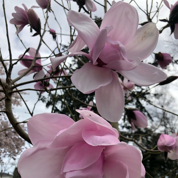 Meet your Posher, Asma - Picture 1 of 1